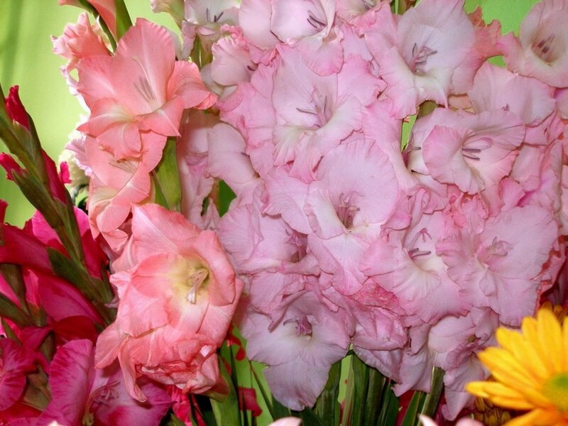 Pink Gladiolus Flowers — Vibrant, Photograph