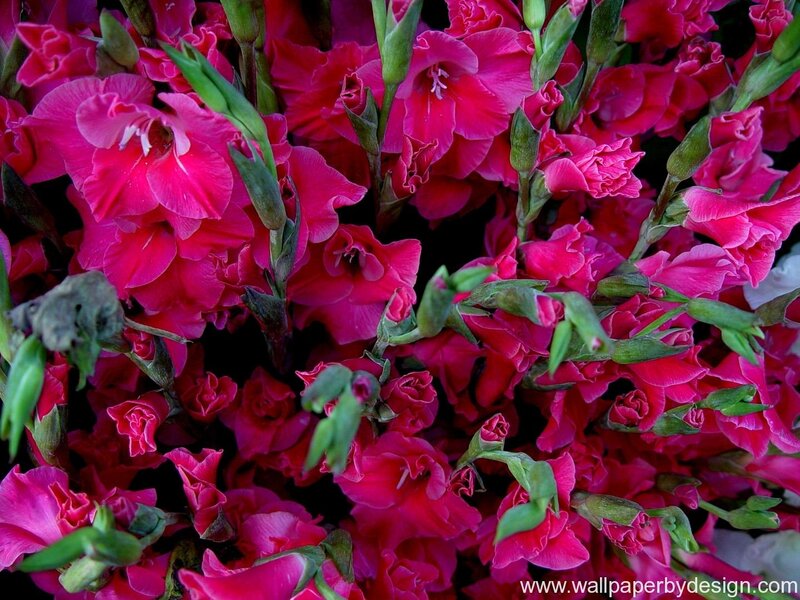 Pink Gladiolus Flowers — Vibrant
