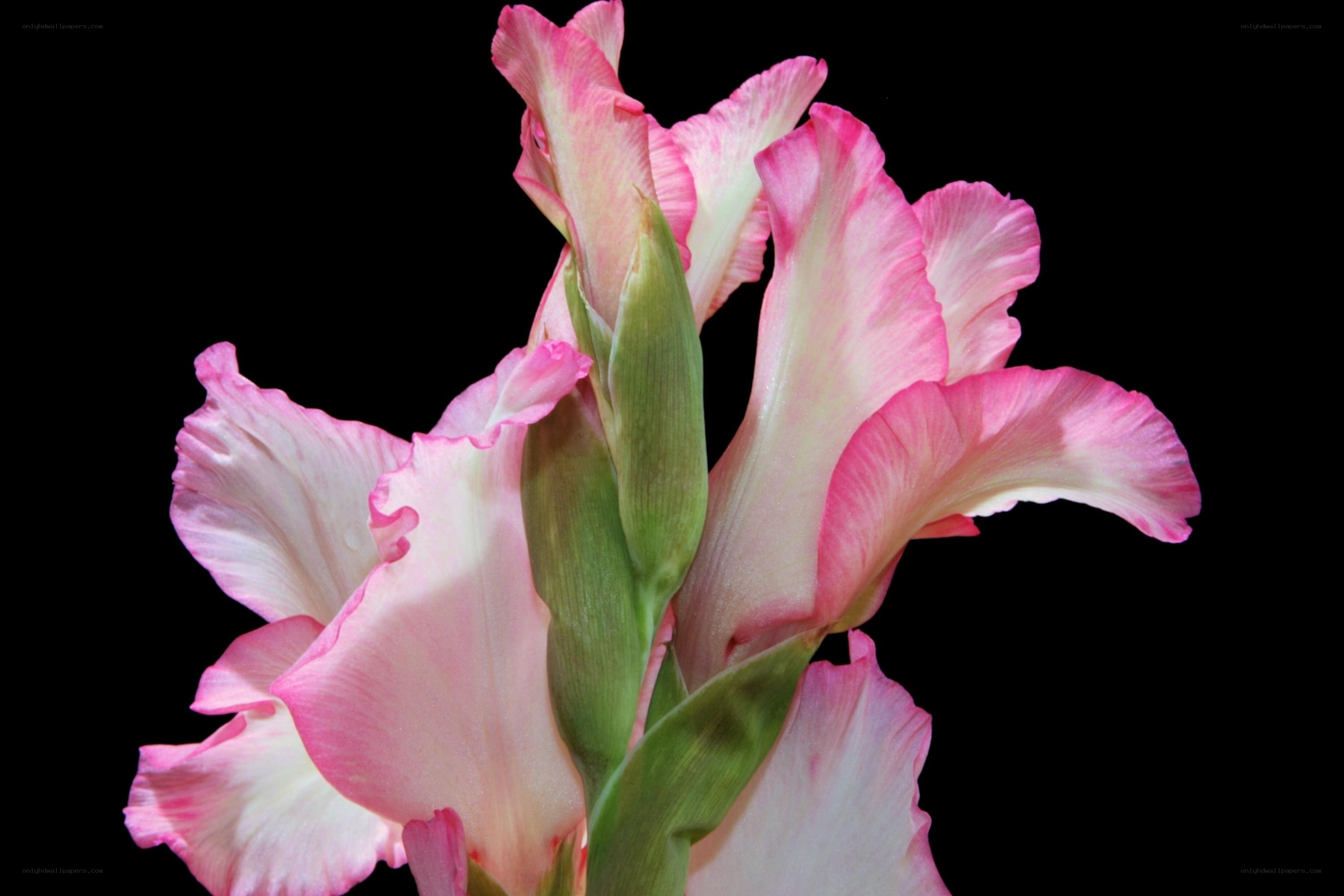 Pink gladiolus flowers