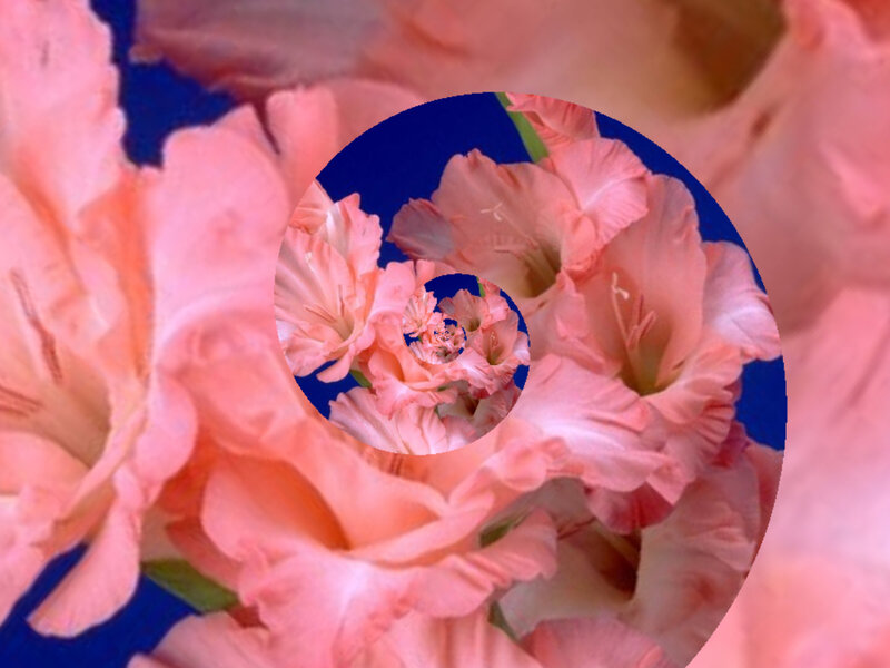 Pink gladiolus spiral