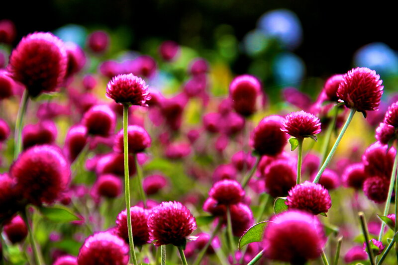 Pink Globe Amaranth Flowers — Magenta