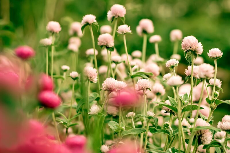 Pink Globe Amaranth Flowers — Serene, Spring