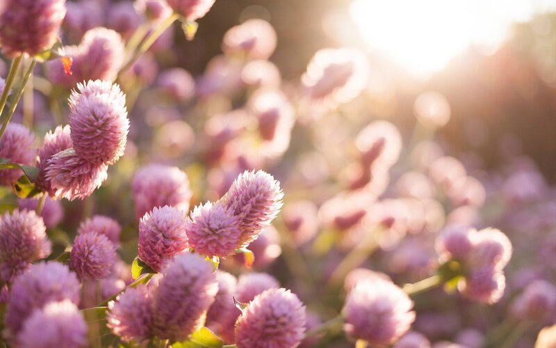Pink Globe Amaranth Flowers — Serene, Sunset