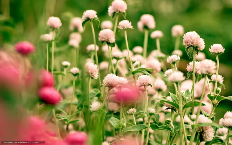 Pink Globe Amaranth Flowers — Serene