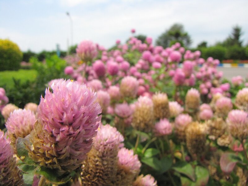 Pink globe amaranth flowers
