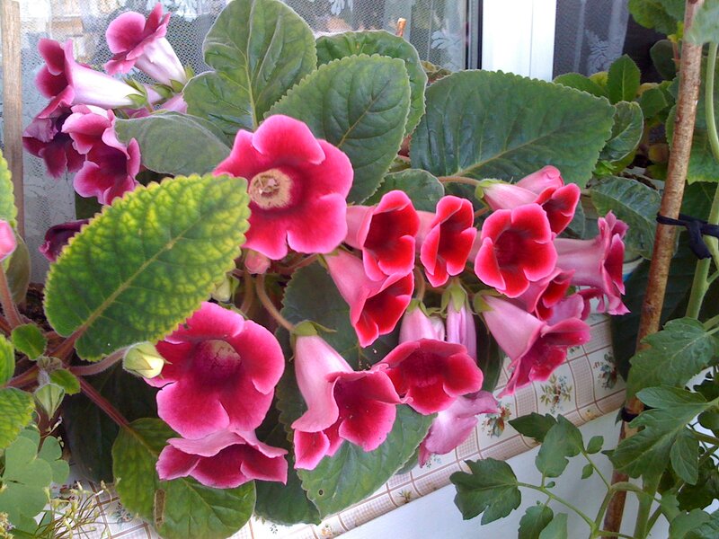 Pink Gloxinia Flowers