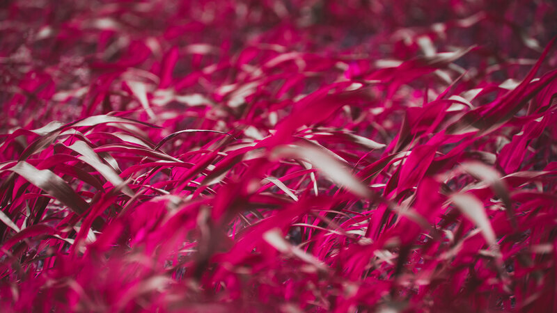 Pink Grass Blades