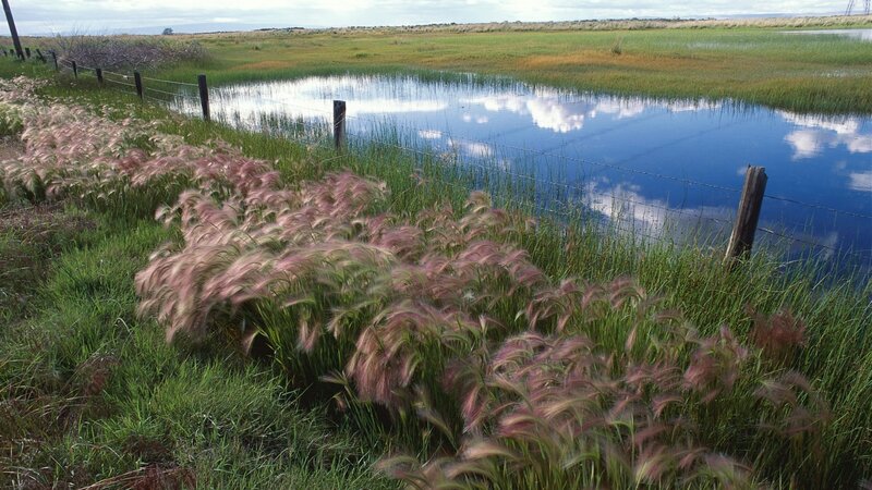 Pink Grass by Pond