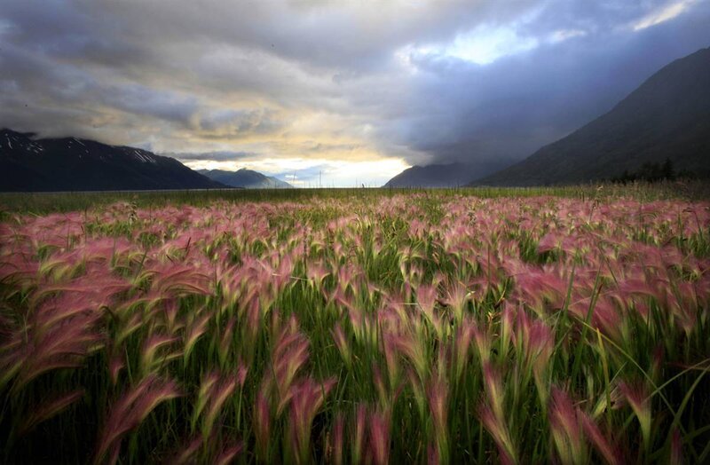Pink grass field with mountains