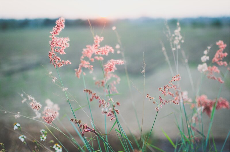 Pink Grass Flowers