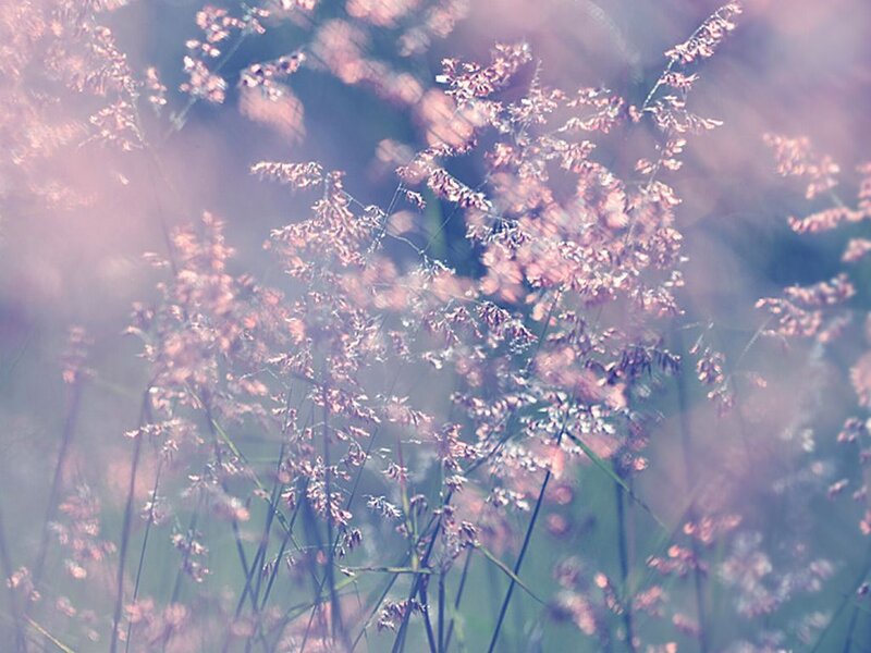 Pink Grass in Field