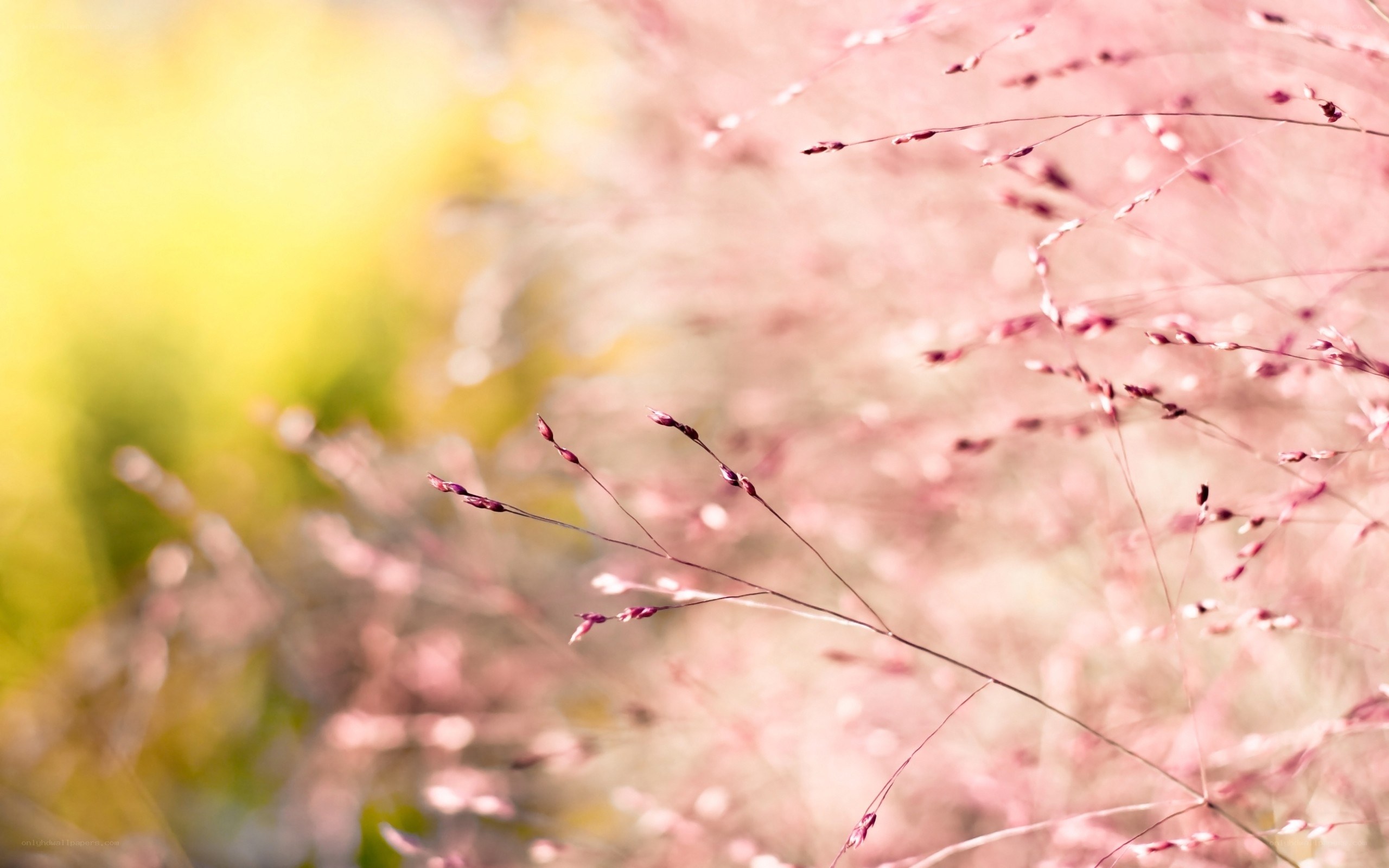 Pink grass in golden light
