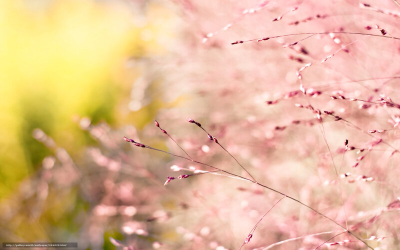 Pink grass in sunlight