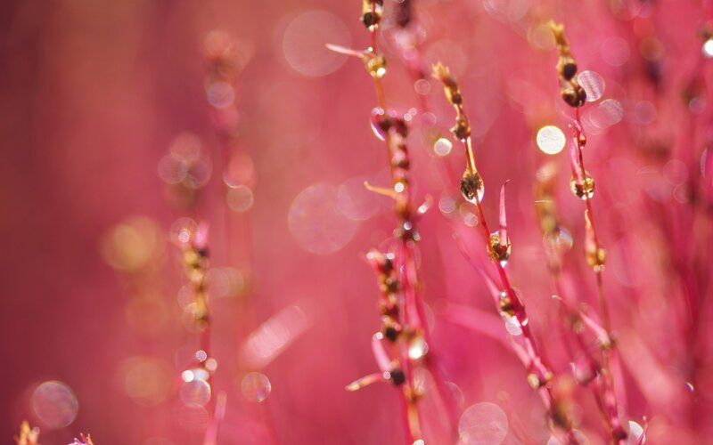 Pink grass with dew drops