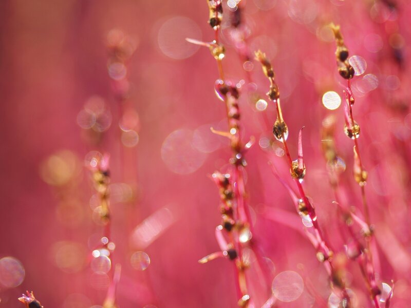 Pink Grass with Dew