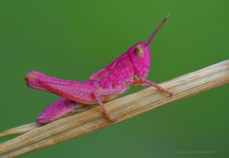 Pink grasshopper on a blade of grass