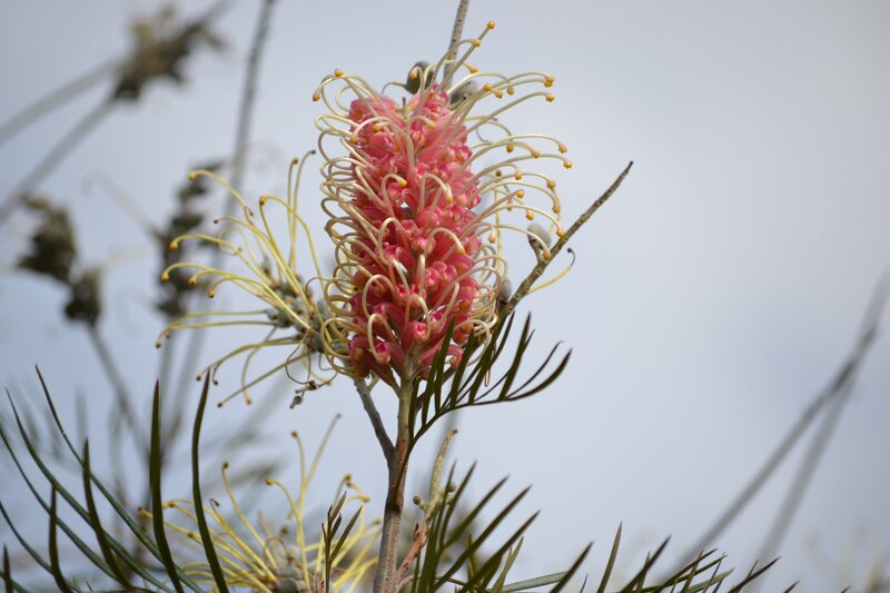 Pink Grevillea Flower — Calm