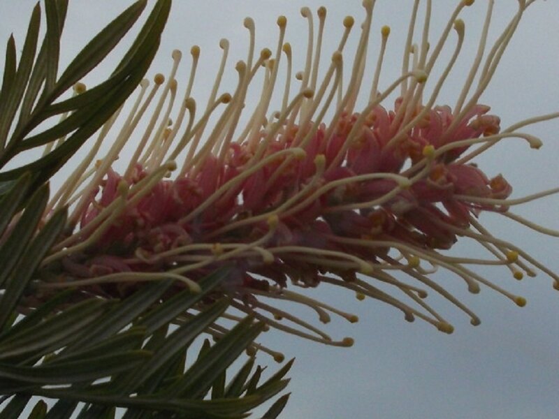 Pink Grevillea Flower — Natural, Photograph
