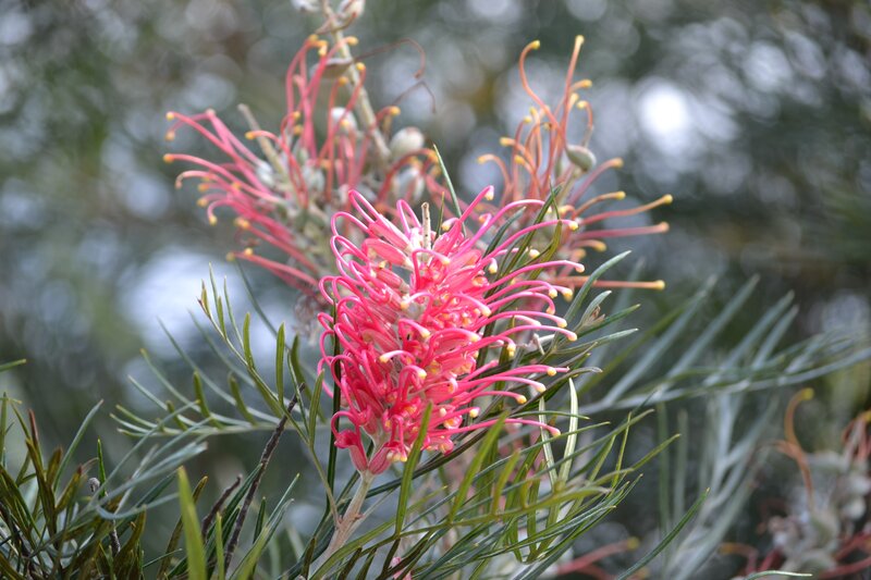 Pink Grevillea Flower — Natural, Spring