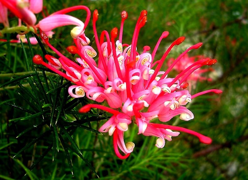 Pink Grevillea Flower — Natural