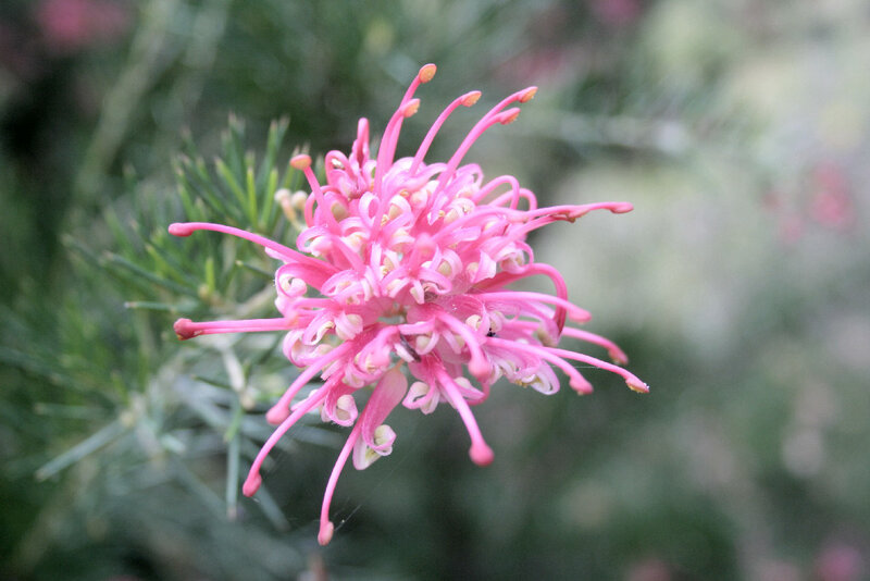 Pink Grevillea flower