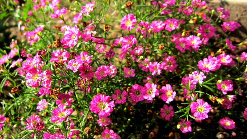 Pink Gypsophila Flowers
