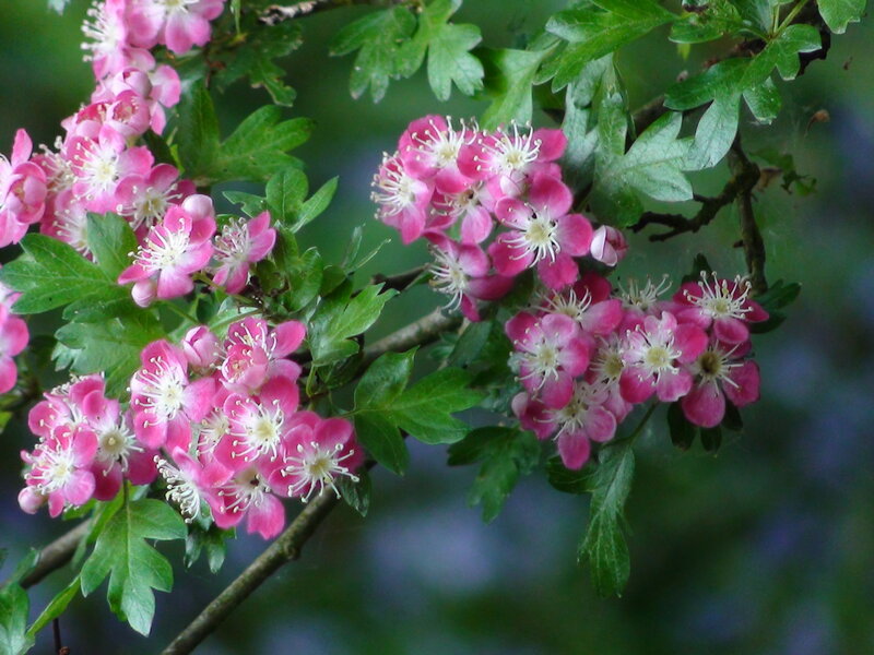 Pink Hawthorn Blossoms — Calm