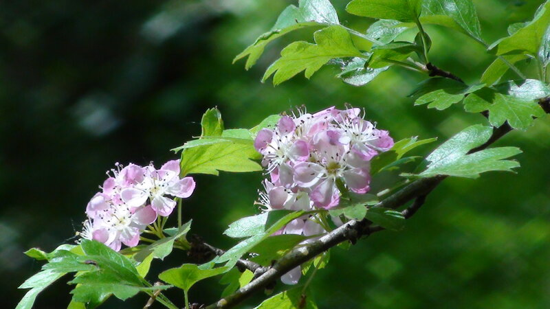 Pink Hawthorn Blossoms — Green