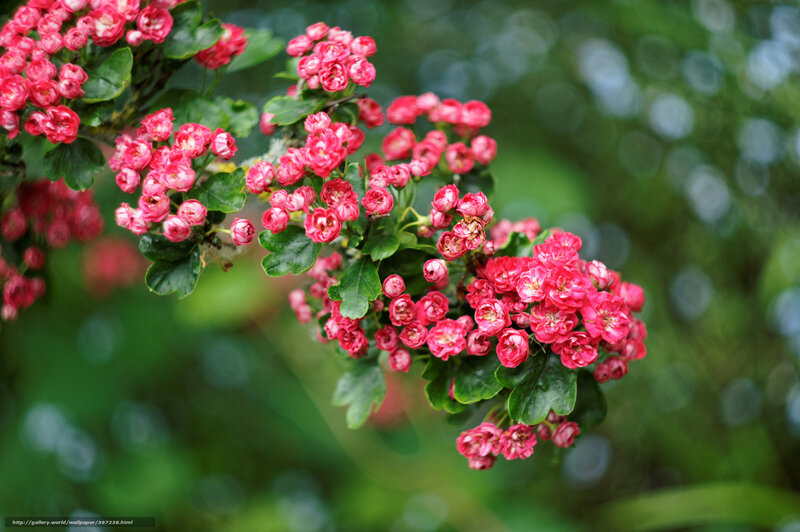 Pink Hawthorn Blossoms — Serene