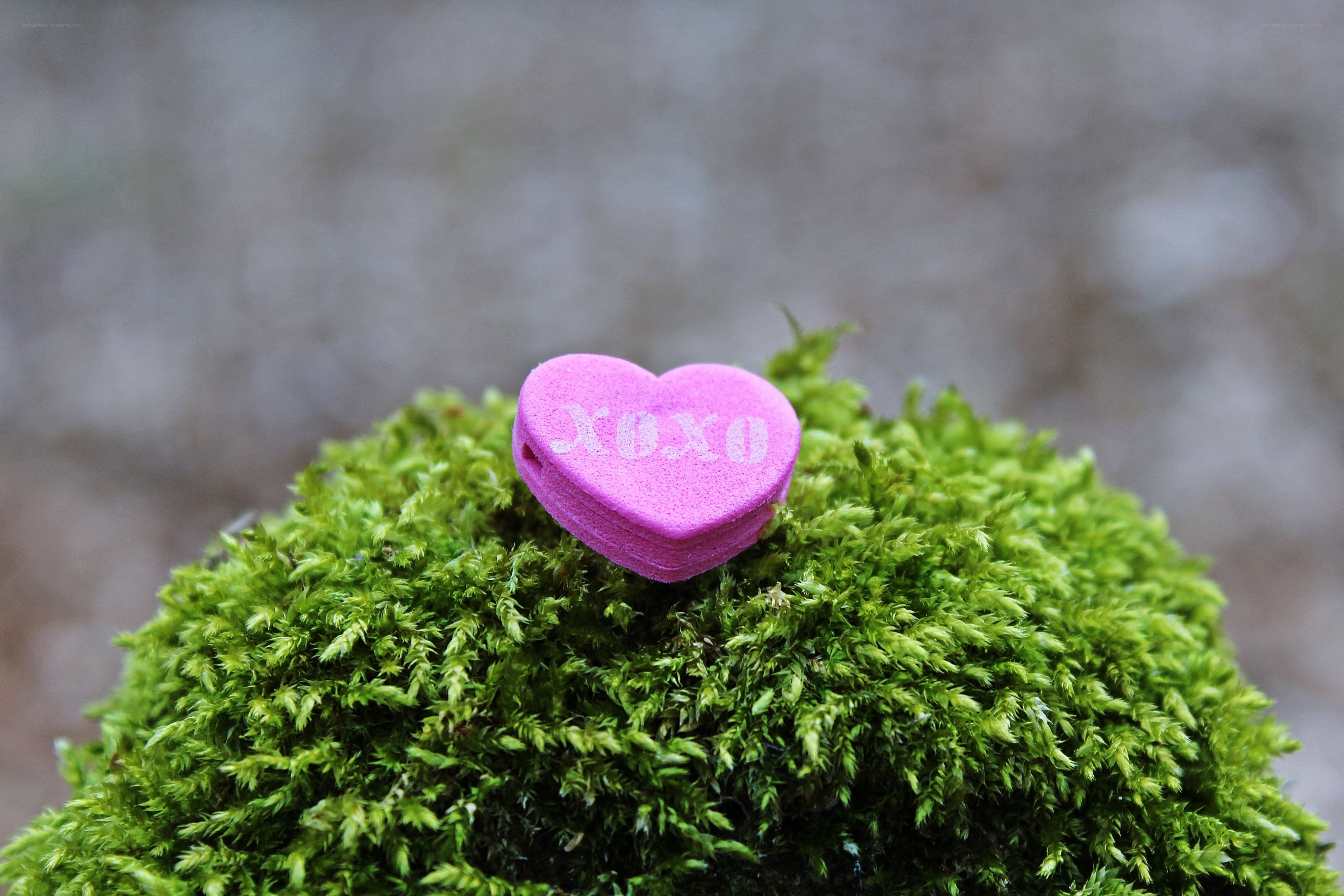 pink heart candy on moss
