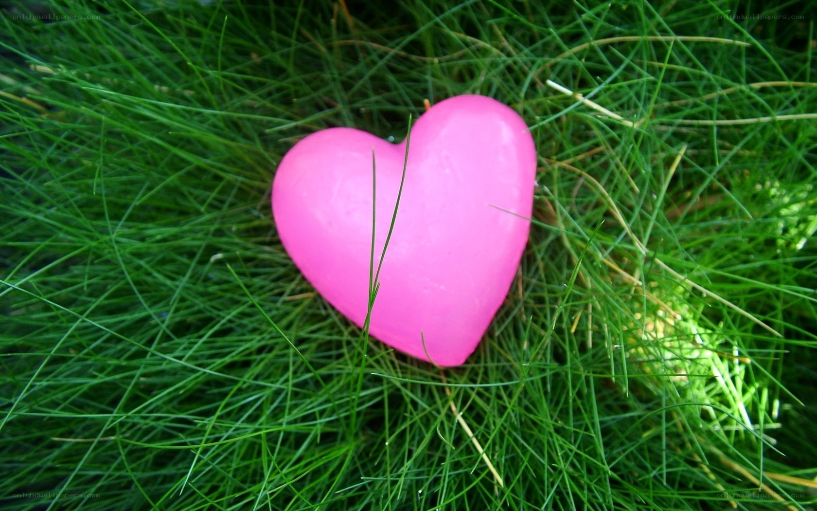 Pink heart in green grass