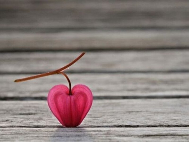 Pink Heart-shaped Flower — Serene