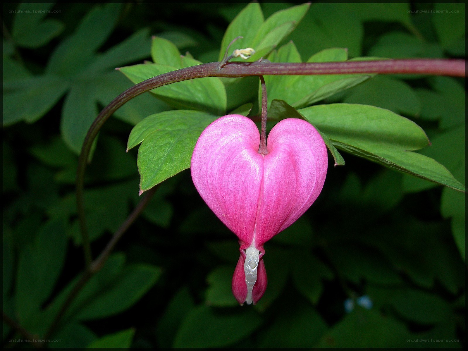 pink heart-shaped flower