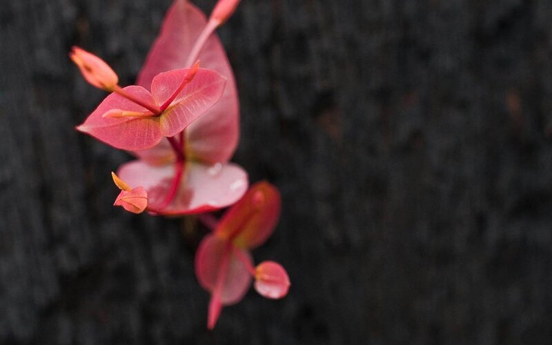 Pink Heart-shaped Flowers — Serene
