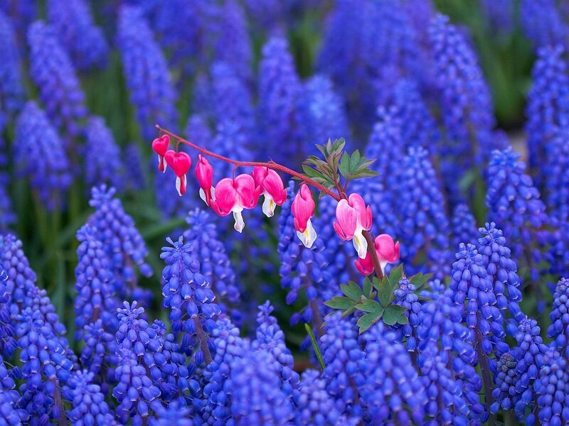 Pink heart-shaped flowers with blue grape hyacinths
