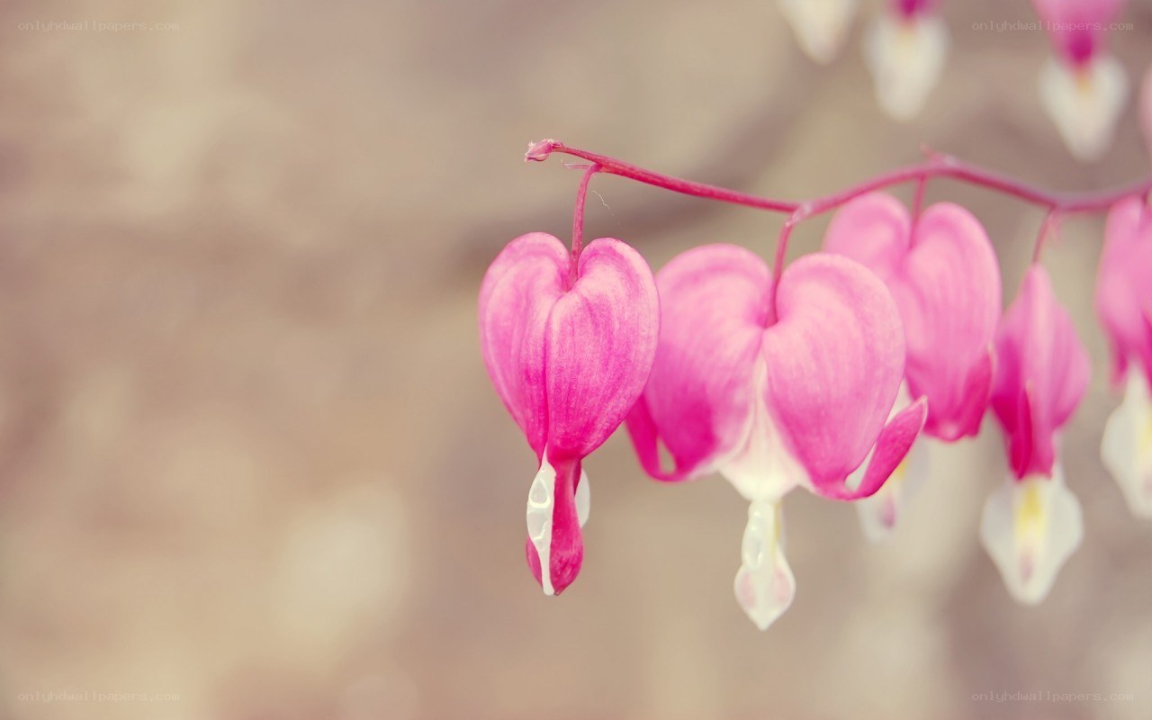 Pink heart-shaped flowers