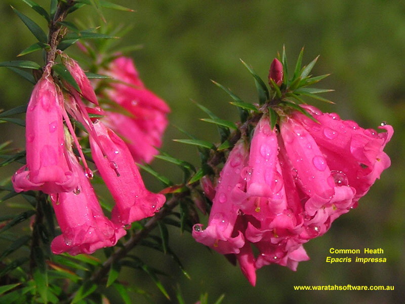 Pink Heath Flowers