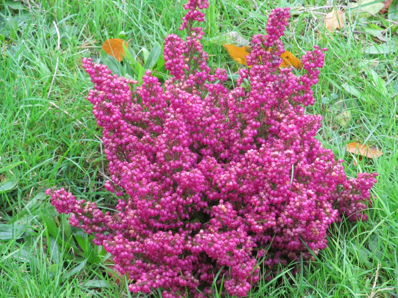 Pink Heather Bush