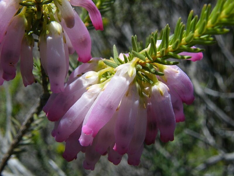Pink Heather Flowers — Calm, Afternoon