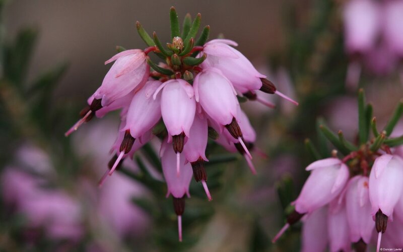 Pink Heather Flowers — Calm, Spring