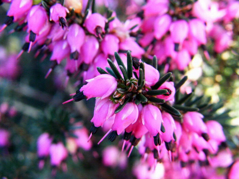 Pink Heather Flowers — Calm