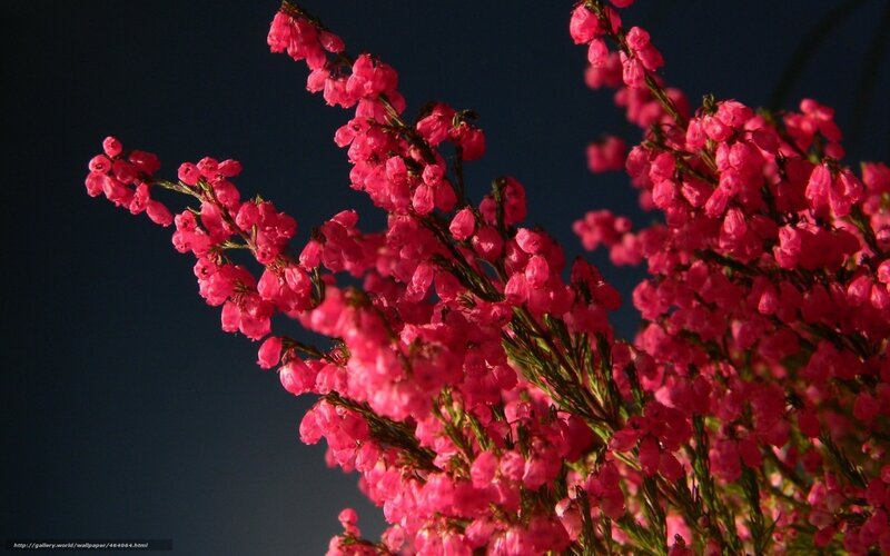 Pink Heather Flowers — Dramatic, Sunset