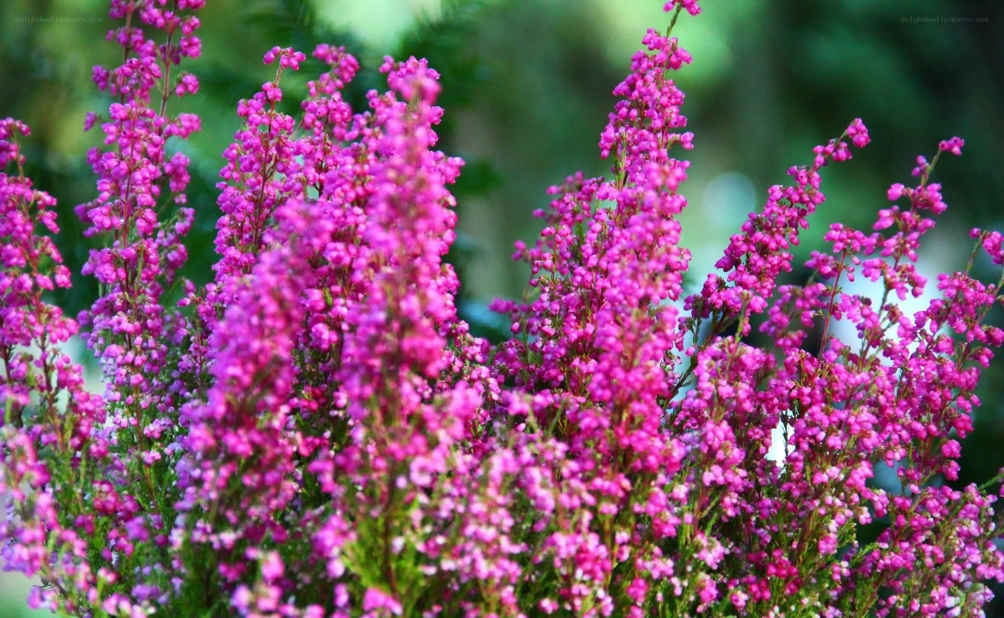 Pink heather flowers in bloom