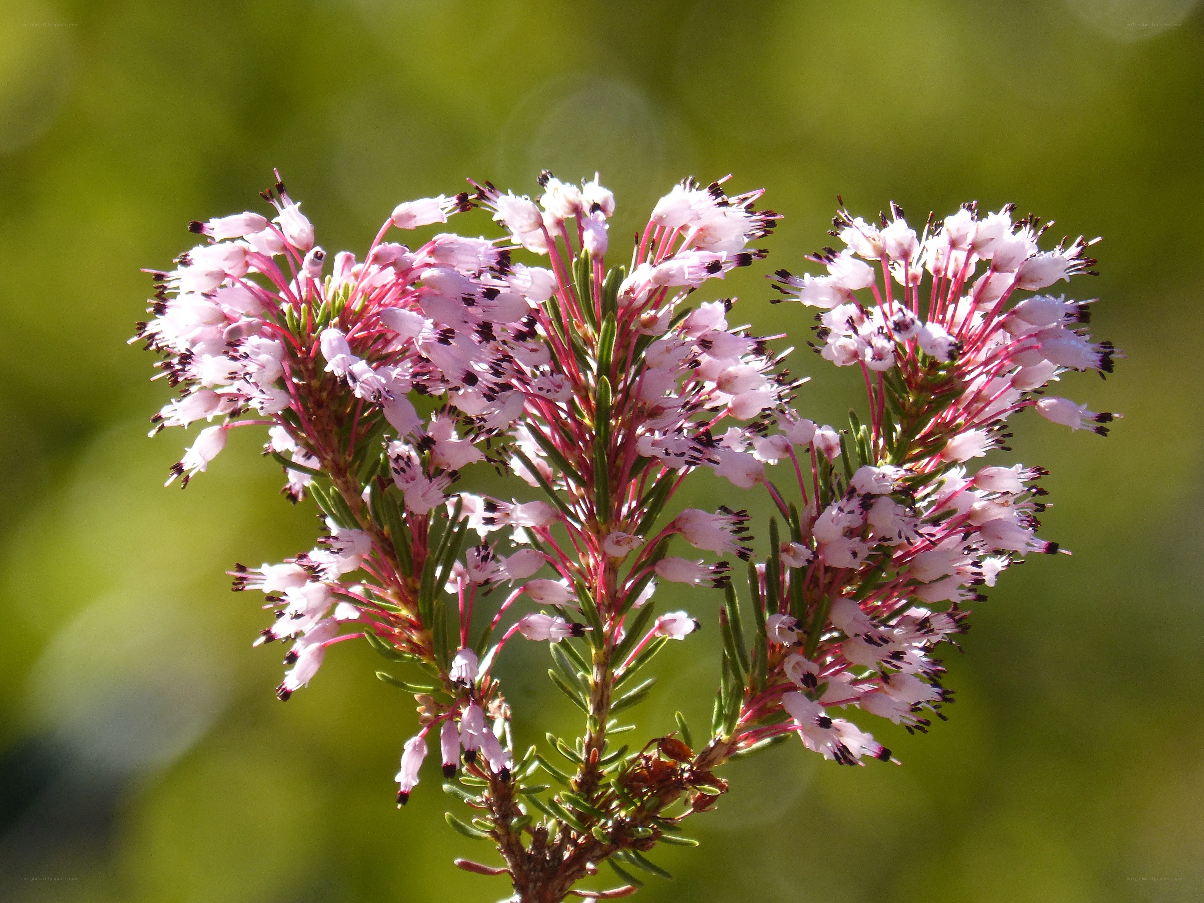 Pink heather flowers in bloom