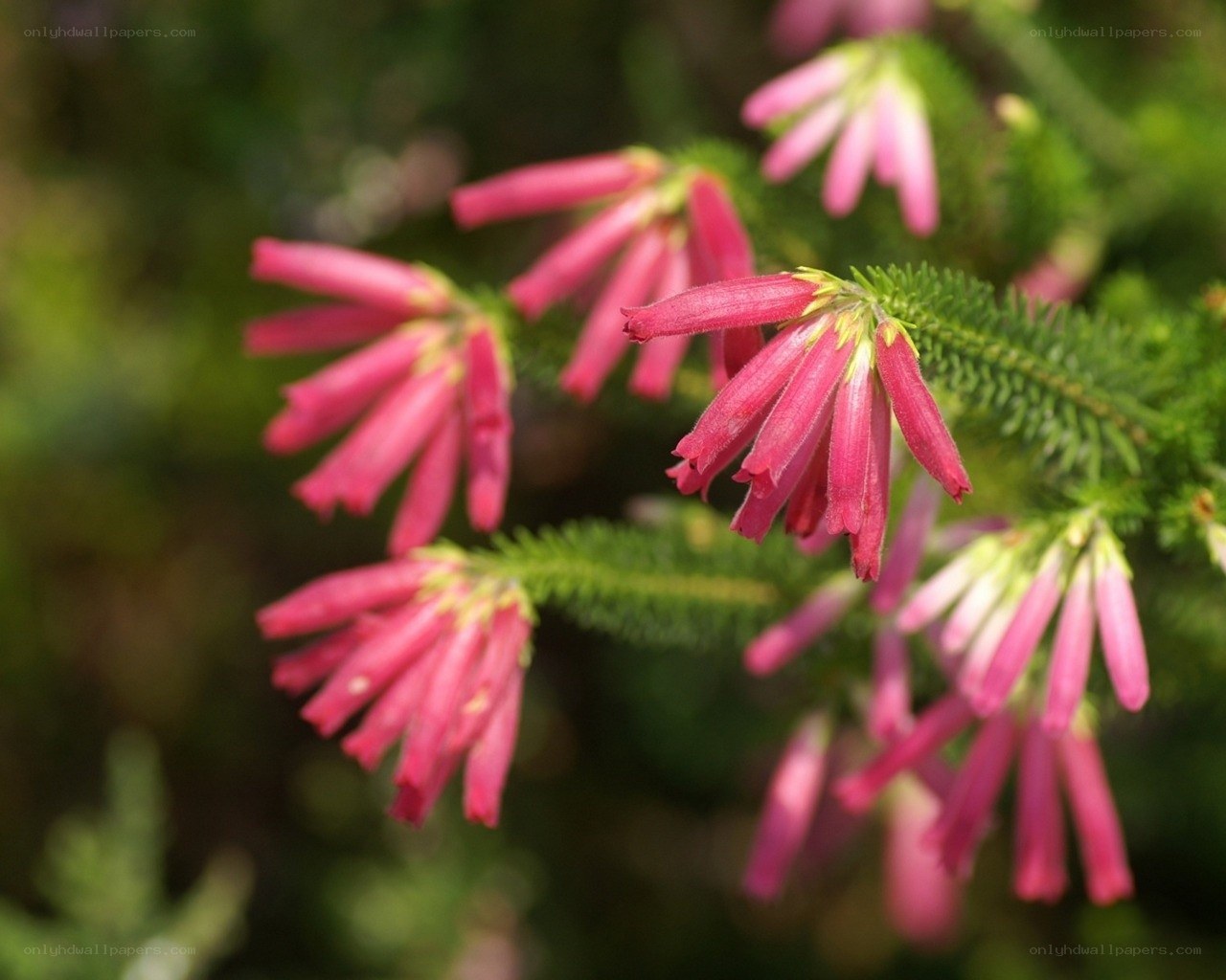 Pink heather flowers in bloom