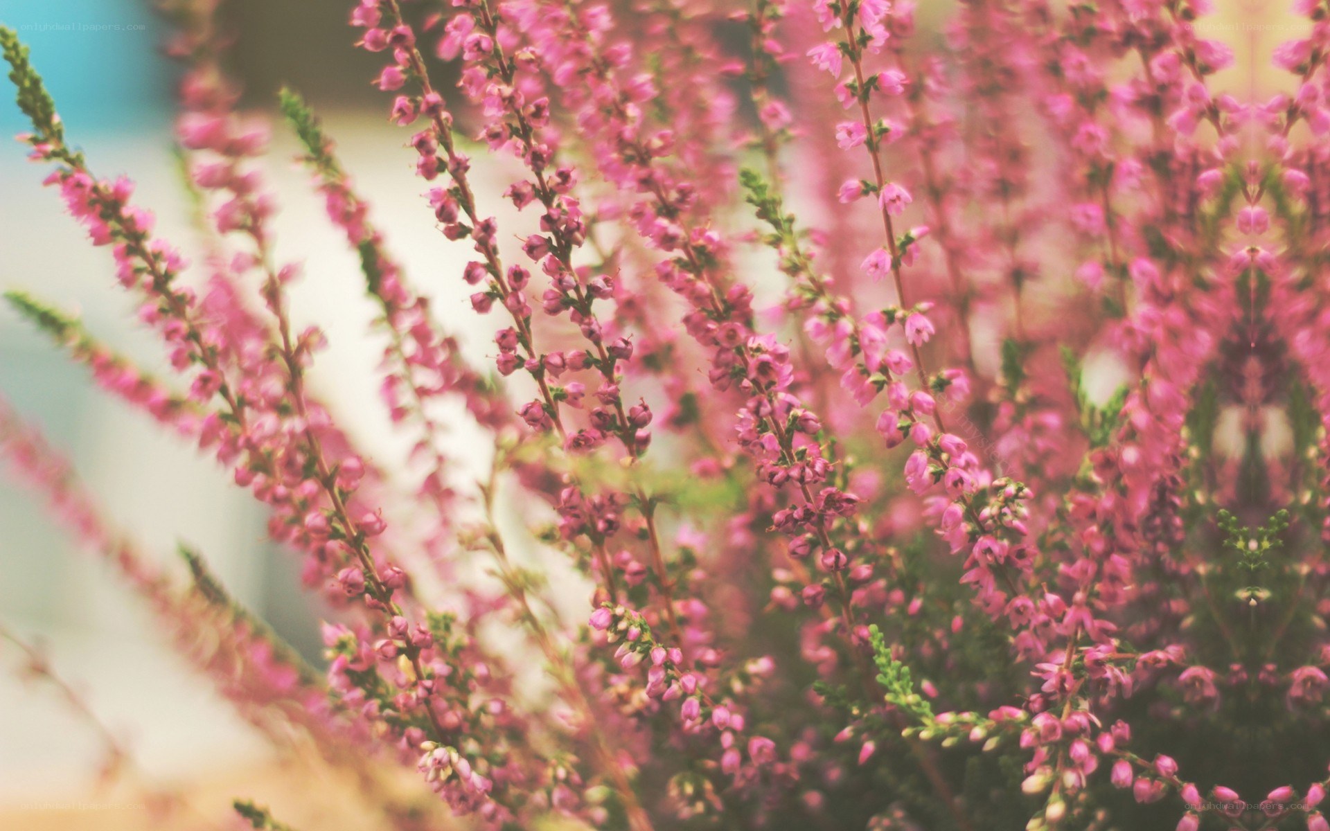 Pink heather flowers in bloom