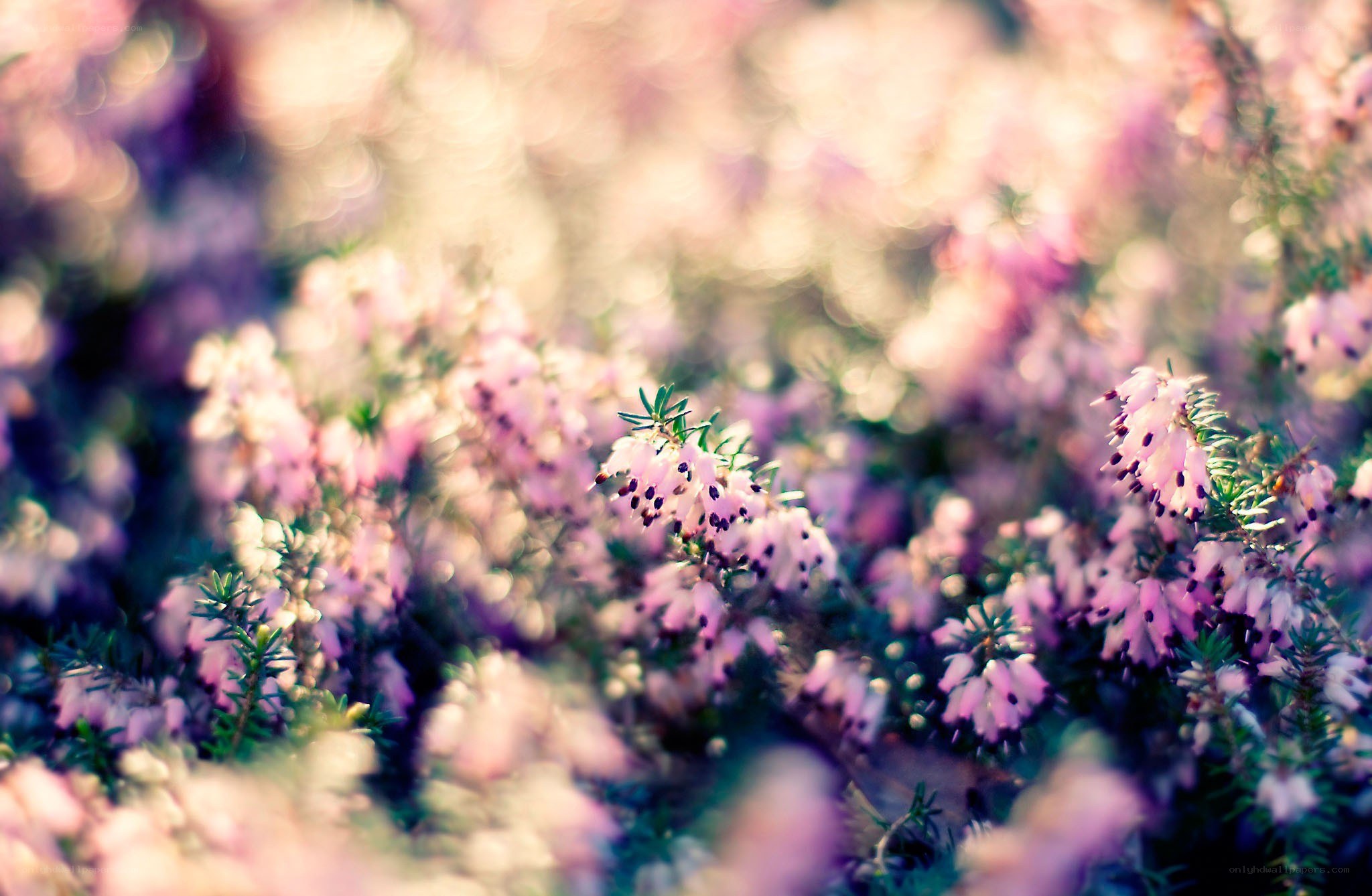 Pink heather flowers in bloom