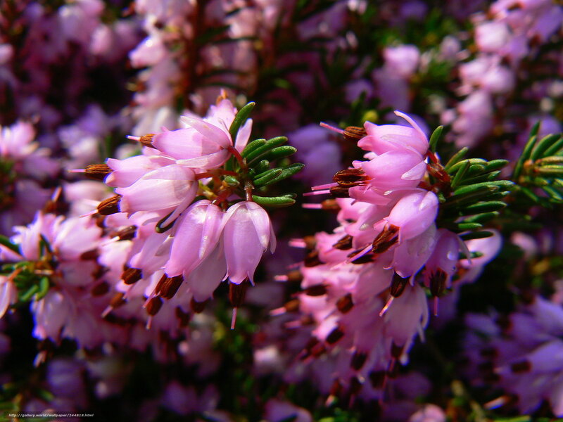 Pink heather flowers in bloom