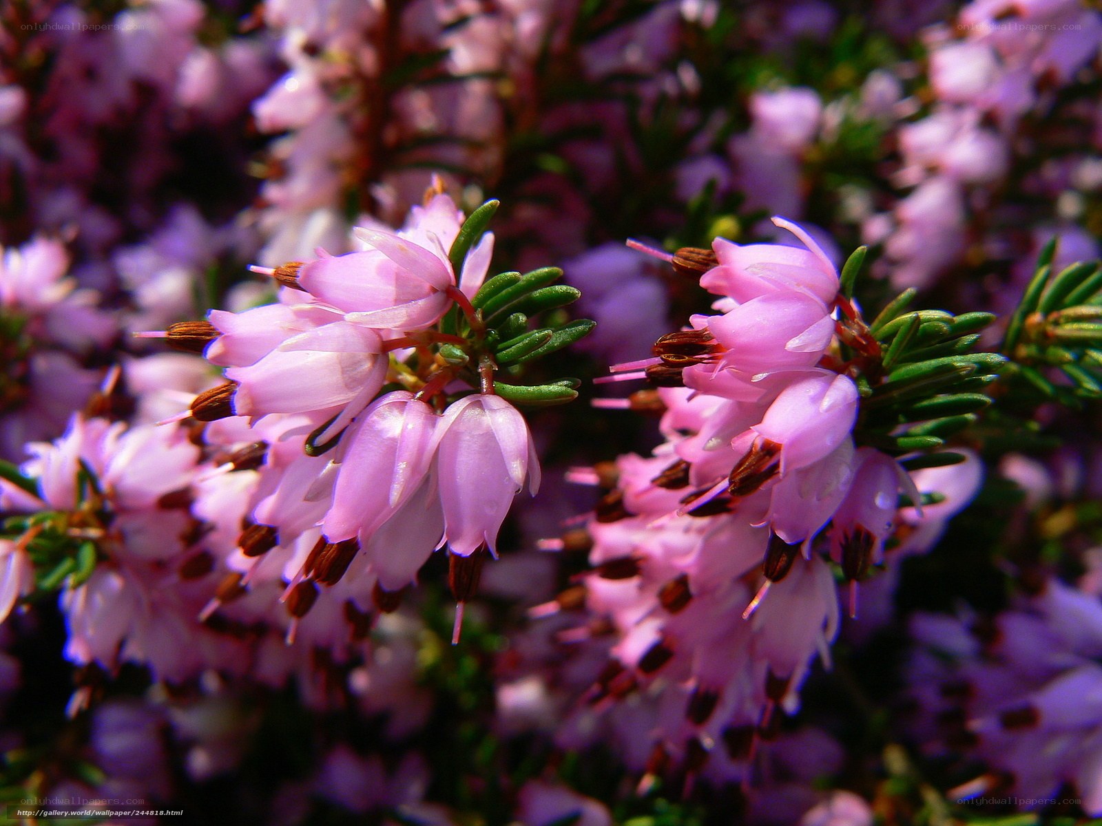 Pink heather flowers in bloom