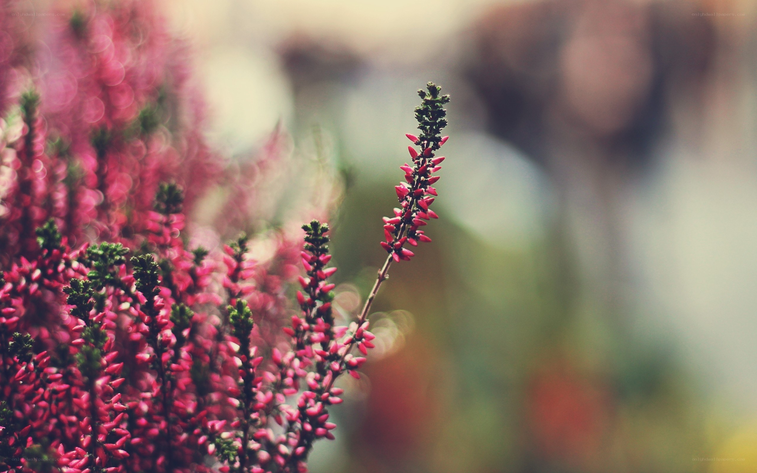 Pink heather flowers in focus